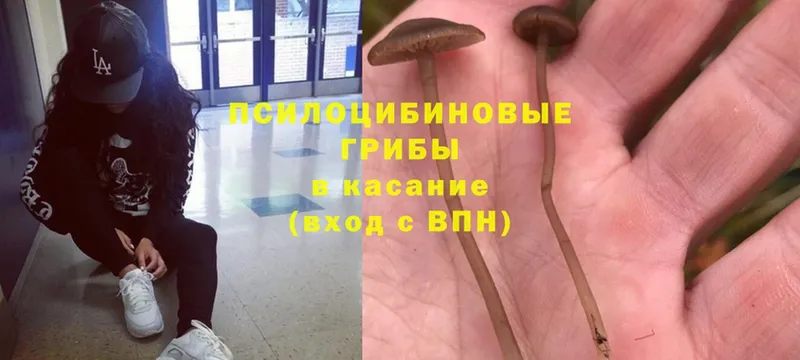 купить наркотики сайты  Богучар  Галлюциногенные грибы Psilocybe 